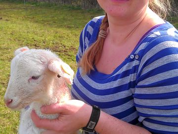 Newborn Wiltshire horn lamb (added by manager 18 Jun 2014)
