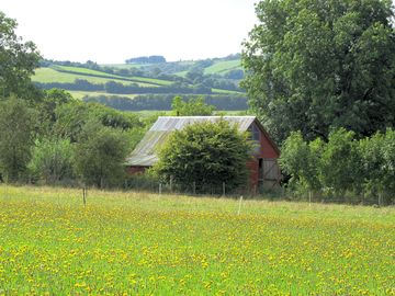 A view from the wildflower meadow