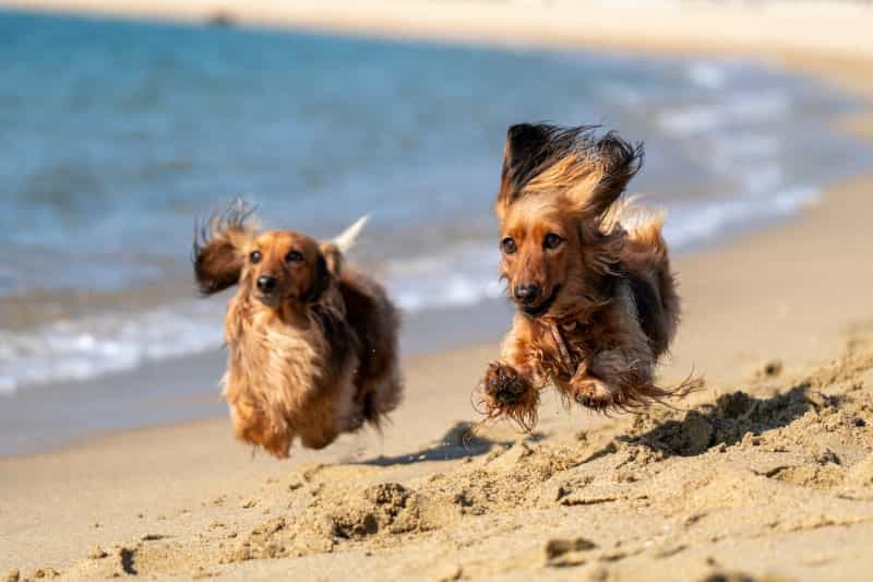 Let your pups run free at Covehithe (Kojirou Sasaki/Unsplash)
