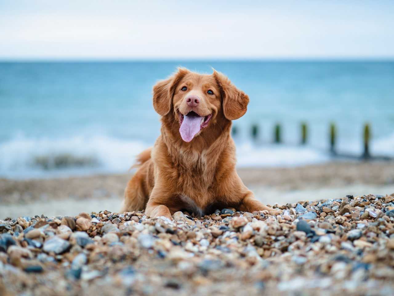 Your dog will be thrilled with a trip to Suffolk’s sand and shingle shores (Jamie Street / Unsplash)