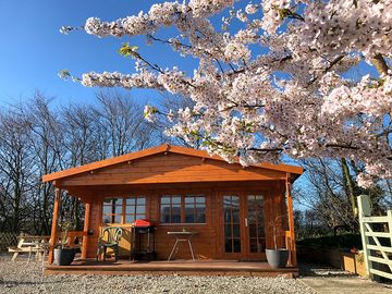 Cherry blossom in the spring sunshine outside woodpecker