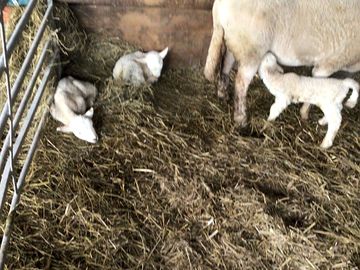 Triplets