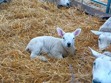 Lambing in march (added by manager 28 apr 2024)