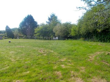 Young trees planted in the camping field