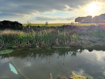 Pond
