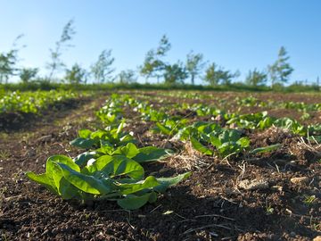 Spinach growing onsite