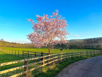 Spring on site