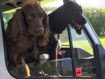 Dogs welcome