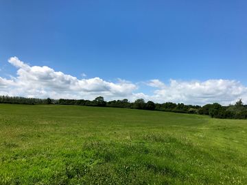 Field in summer