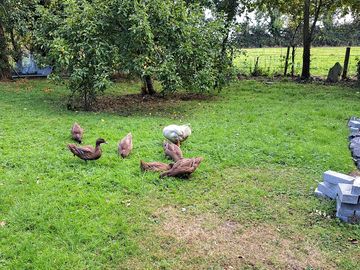 Grass pitches with some friendly animals around