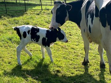 The site is on a working dairy farm