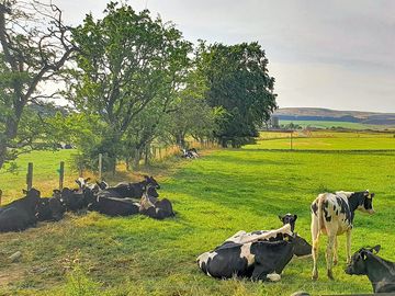 Visitor image of cows by the site