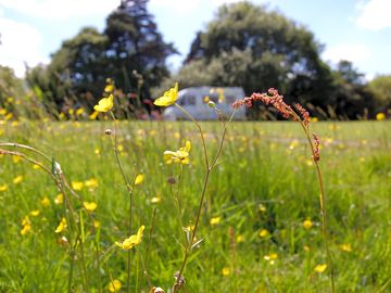 Wildflowers