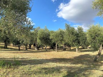 Wild pitches surrounded by trees