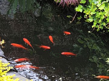Goldfish pond on site