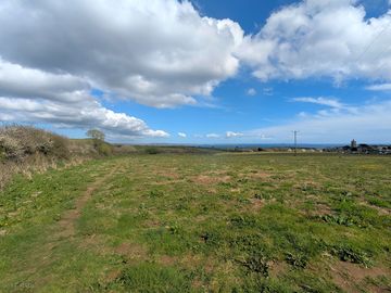 At the top of the buttercup field