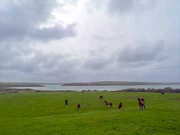 Ponies