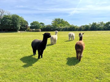 Alpacas on site (added by manager 07 may 2024)
