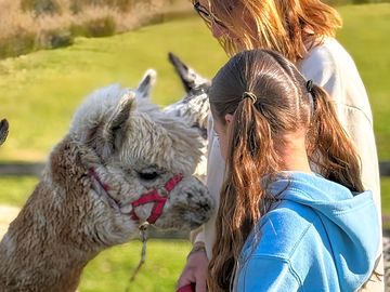 Alpaca experience @ strawfields