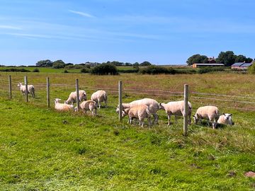 Lovely views of the animals grazing right at the side of camp