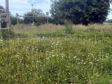Wildflower meadow emerging