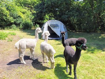Cheeky visitors