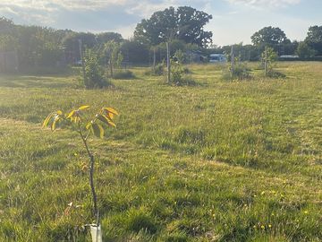 Slow down a bit in a hay meadow and establishing forest garden.