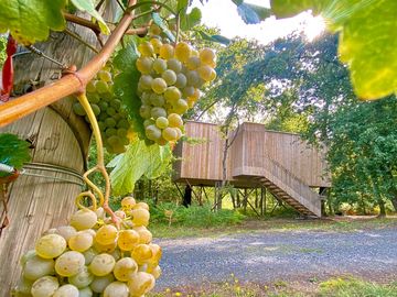 Cabin between forest and vineyard