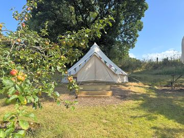 Tent in by the apple trees