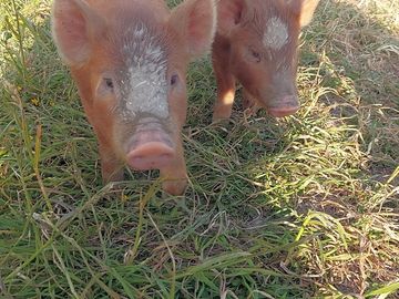 The free roaming piglets...the kids livved them