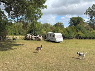 Camping pitches – dogs are welcome
