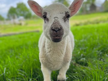 Meet the lambs