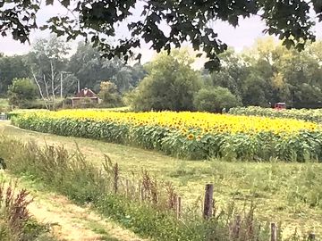 The sunflowers make a pretty backdrop for your holiday photos