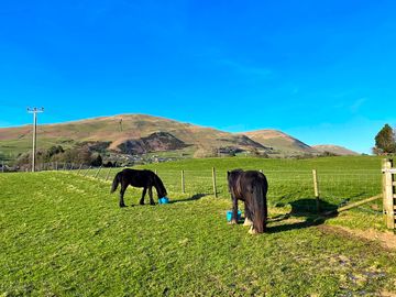 Farm ponies enjoying the first day of being outside after winter