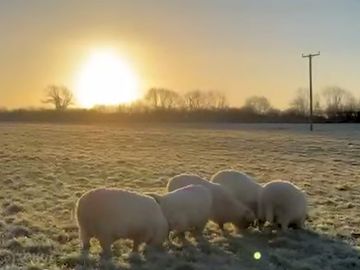 Sunrise and sheep