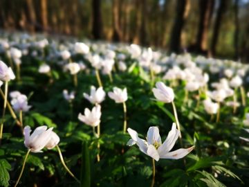 April - anemone at wild weald camping