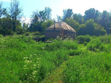 Rewilded meadow copse and orchard includes wild british medicinal plants