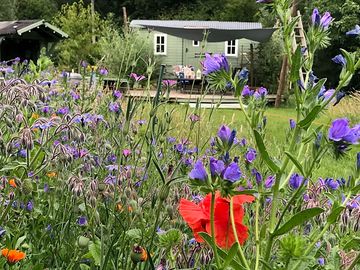 Shepherds hut with wild flower meadow