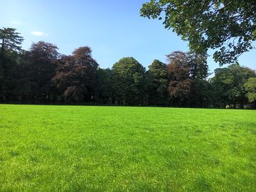 Green grass and blue skies (added by manager 14 aug 2020)