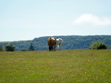 Horses on the top field (added by bhavinlachani 13 aug 2021)