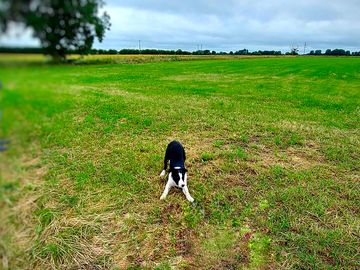 Dog-friendly campsite