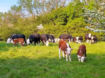 Cattle herd on the farm