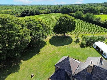 A view of the vines