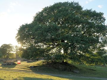 Pitch by the oak tree