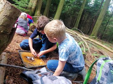 Forest ranger activities