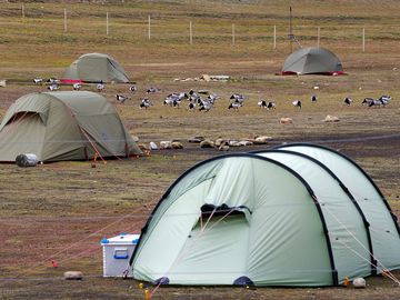 Close to nature! these barnacle geese pass the fence to fourage on the site.
