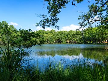 Lake surrounded by greenery