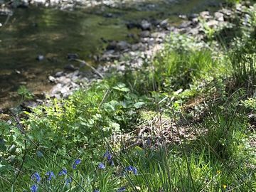 Banks on the stream