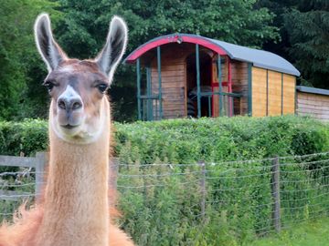 Strudel the llama in front of hare's view