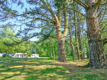 Tree lined pitches at holmsley